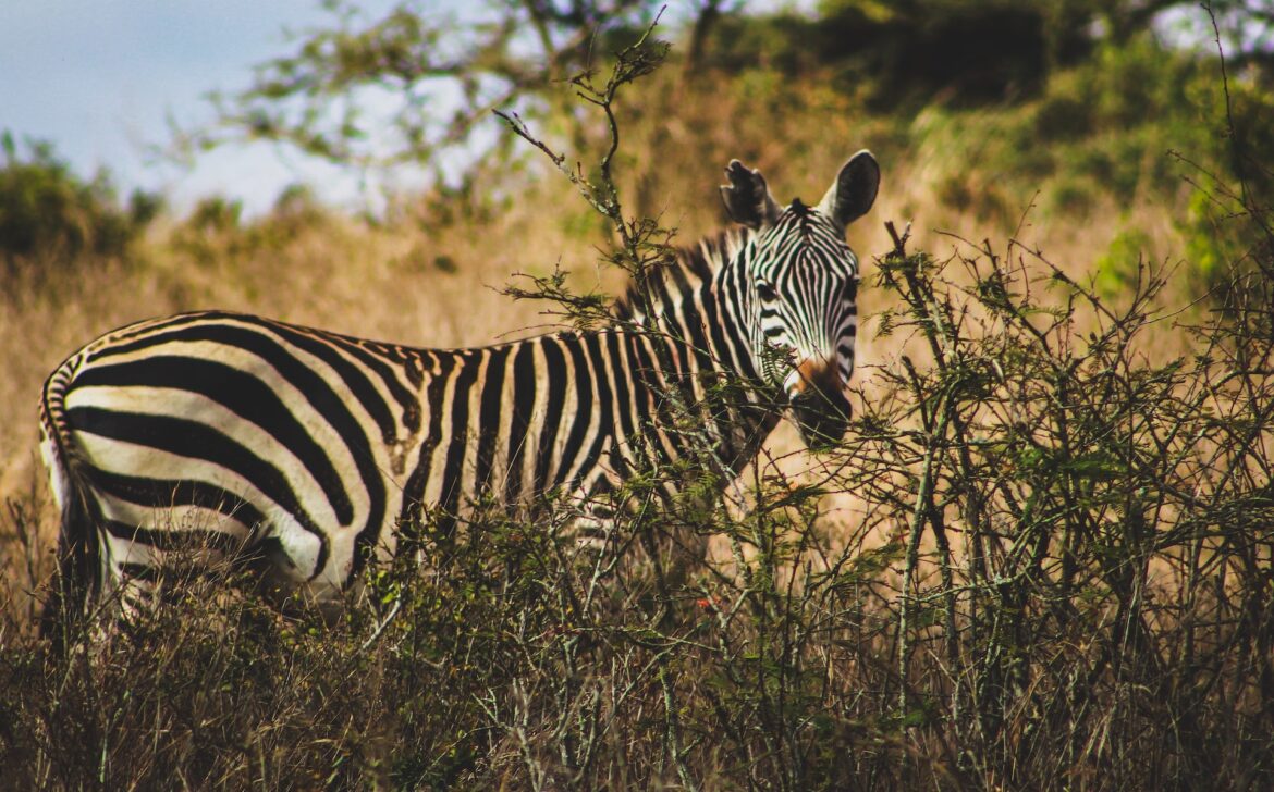 wanyoike-mbugua-Ke6pFP1nTVM-unsplash