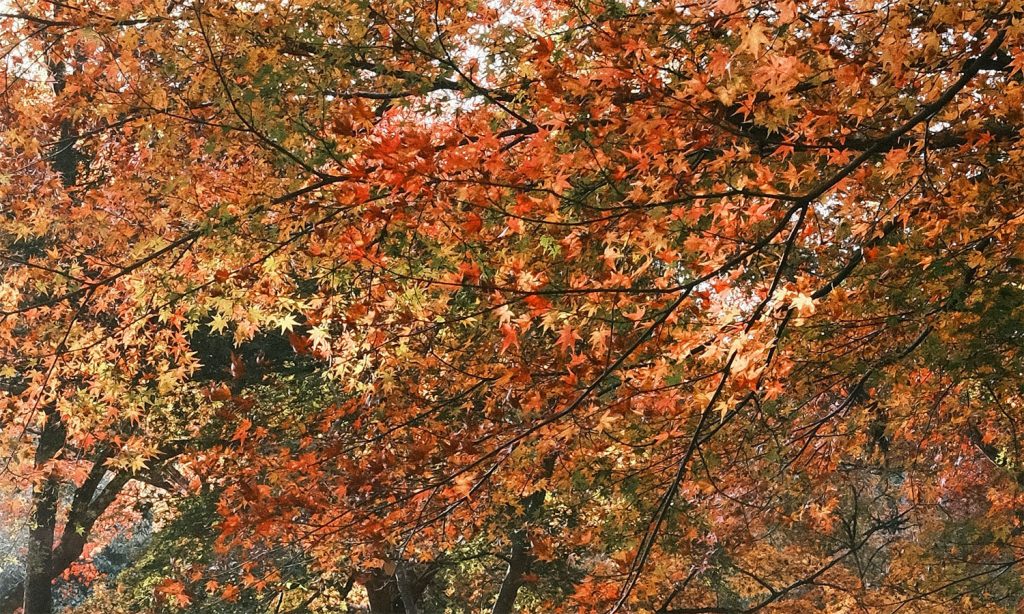 Kyoto’s Arashiyama Ranks Second with 41% of Votes; Experts Share Travel Tips